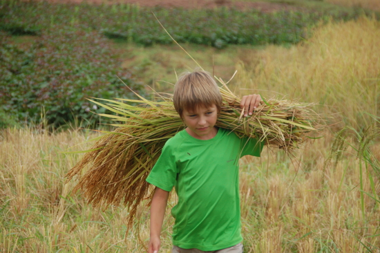 Travail dans les rizières
