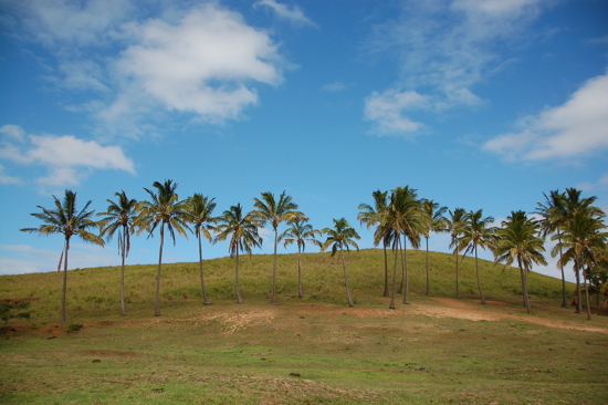 Cocotiers à Anakena