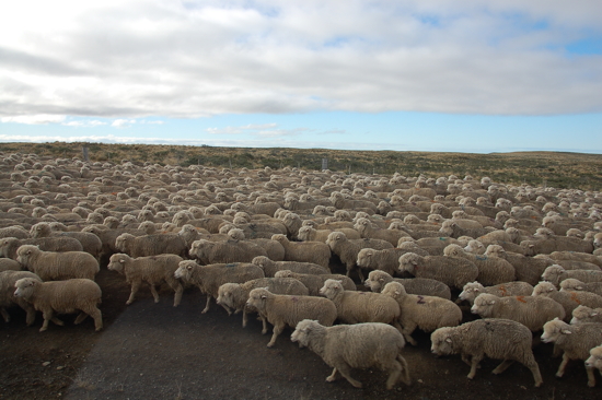 Traversée d'un troupeau de moutons avec le bus