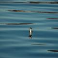 Cormoran sur le Canal de Beagle