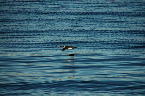 Cormoran en vol