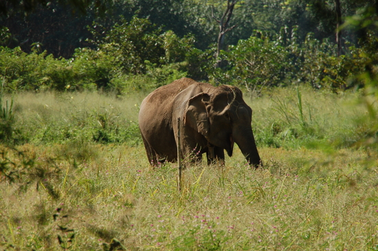 Eléphant domestique