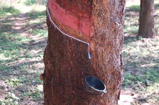 Arbre à caoutchouc
