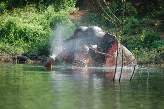 Eléphant domestique