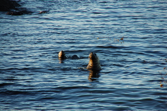Lions de mer dans le canal de Beagle