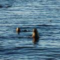 Lions de mer dans le canal de Beagle