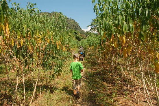 Au milieu des patates douces