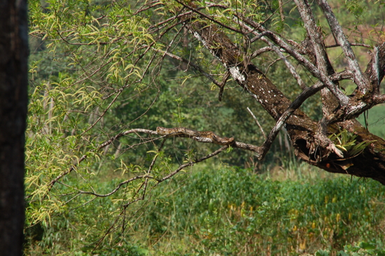 Serpent sur une branche