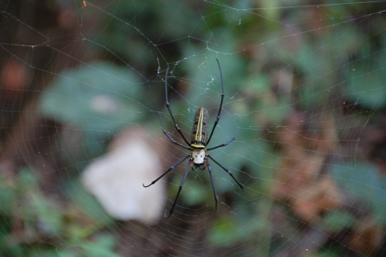 Aussi grosse que ma main (pas osé la mettre à côté)