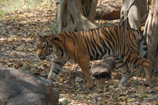 Au Safari Park