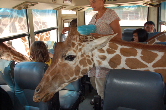 Au Safari Park, visite des girafes dans notre bus