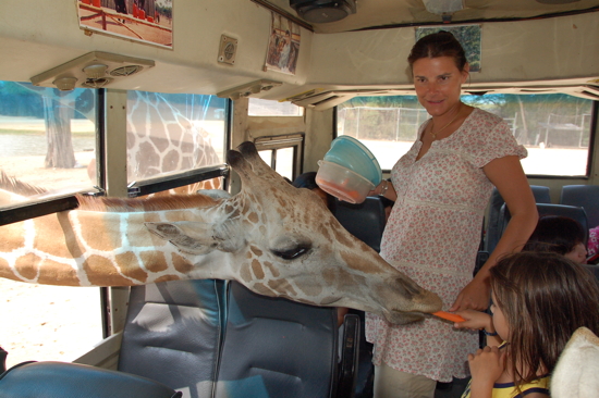 Au Safari Park, visite des girafes dans notre bus