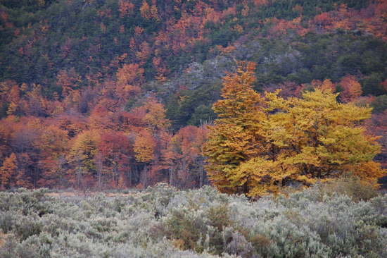 Belles couleurs d'automne