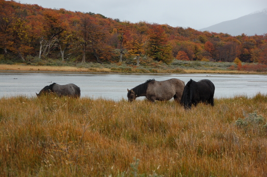 Chevaux près du Rio Lapataia