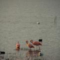 Flamants roses à El Calafate