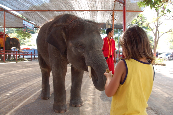 Avec les éléphants à Ayutthaya