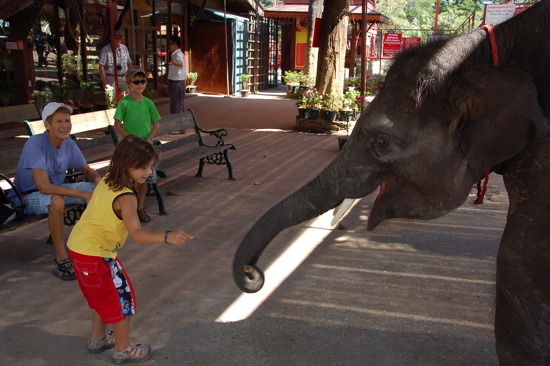 Avec les éléphants à Ayutthaya