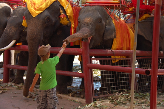 Avec les éléphants à Ayutthaya