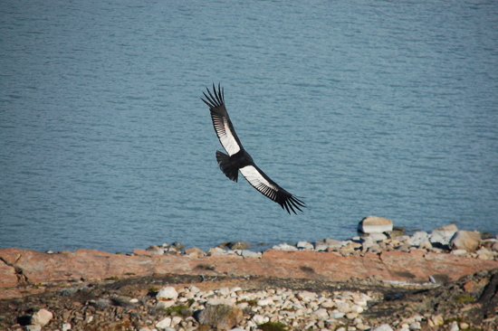 Condor sans tête