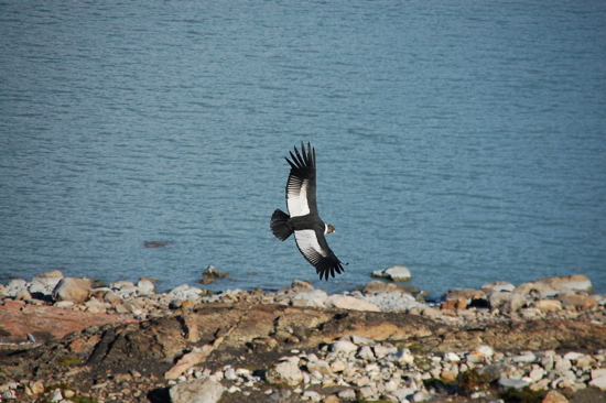 Condor avec tête