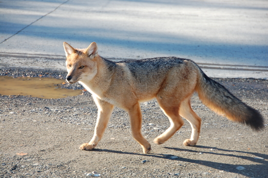 Renard peu farouche