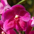 Belle orchidée