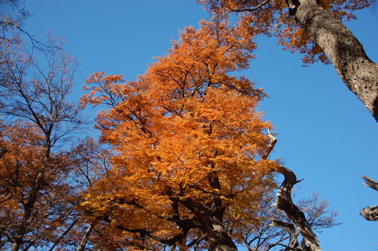 Couleurs d'automne