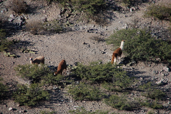 Nos premiers lamas sauvages