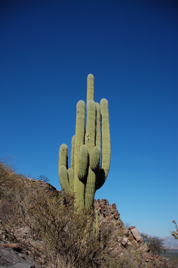 Cactus