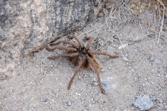 Rencontrée dans les ruines de Quilmes