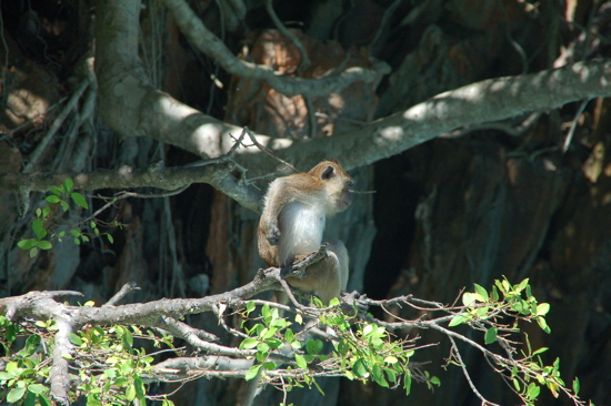 Macaque à Monkey beach