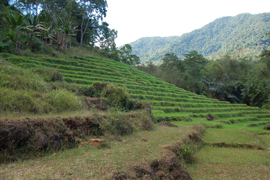 Rizières près de Cunca Rami