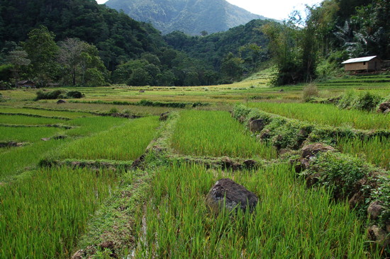 Rizières près de Cunca Rami