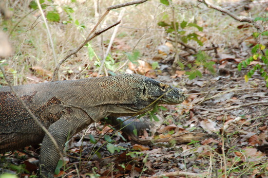 Dragon de Komodo