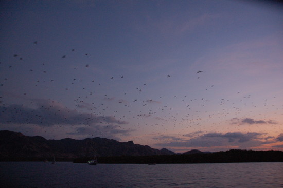 L'envol des chauves-souris au-dessus de la mngrove