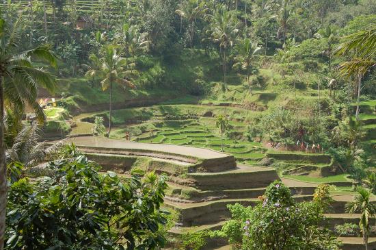 Rizières aux environs d'Ubud