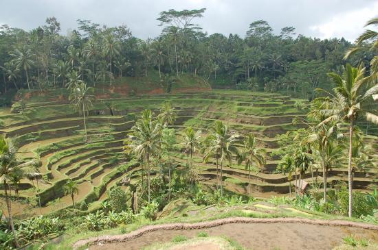 Rizières aux environs d'Ubud