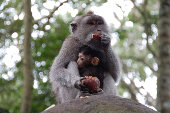 Au Sacred Monkey Forest Sanctuary à Ubud