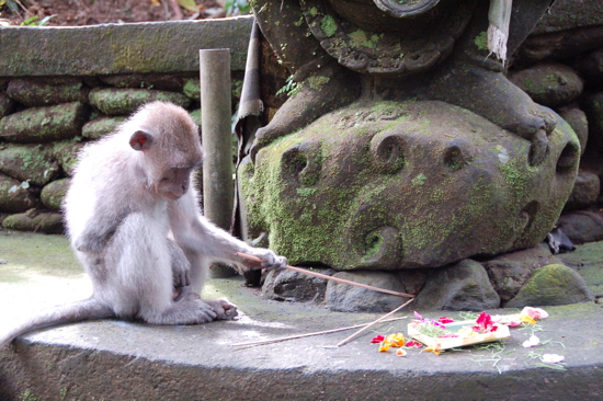 Au Sacred Monkey Forest Sanctuary à Ubud