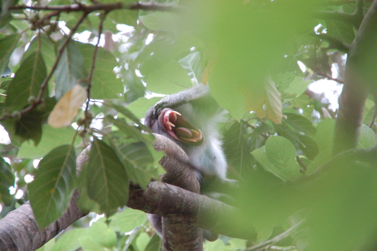 Au Sacred Monkey Forest Sanctuary à Ubud