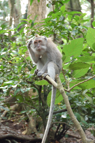 Au Sacred Monkey Forest Sanctuary à Ubud