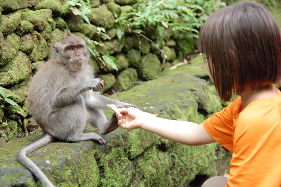 Au Monkey Forest Sanctuary d'Ubud