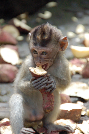 Au Sacred Monkey Forest Sanctuary à Ubud