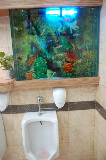 Vrai aquarium au-dessus des pissoirs...