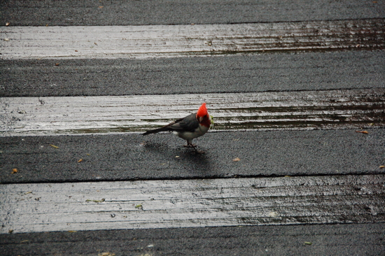 Bird Park (Singapore)