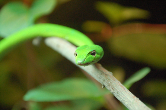 Regardez-moi dans les yeux (Singapore Zoo)