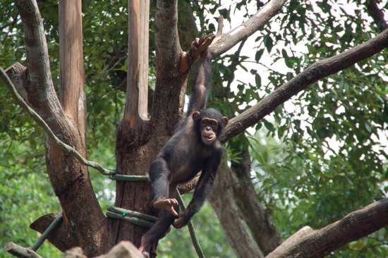 Superbe, le Singapore Zoo!