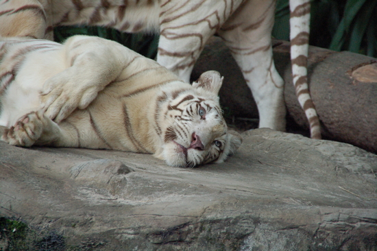 Superbe, le Singapore Zoo!