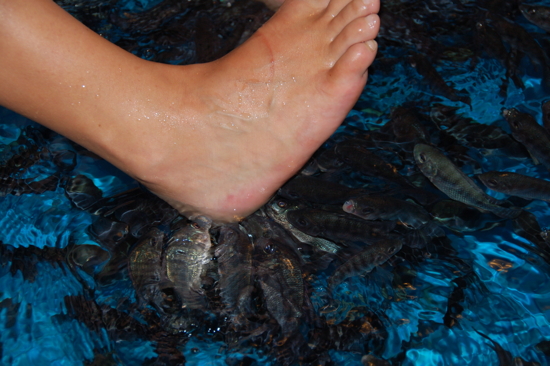 Fish spa therapy: ils arrivent!