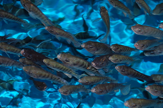 Fish spa therapy: des petits poissons voraces!